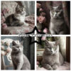 Paperpack Shabby Cats